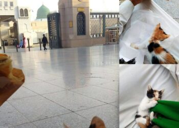 Perhaps we were both there enjoying his (pbuh) company.