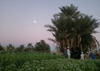 A cardinal sinner and a tree.

 

I never thought I’d hear this magnitude of ‘giving the benefit of doubt.’ And it came …