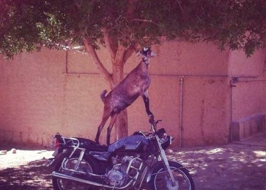 Here is what some goats do to eat some green. In Arabic, the word student is talib al-ilm, meaning seeker of knowledge. …