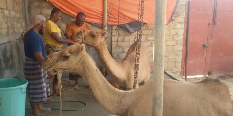 Recently I was at a slaughterhouse.

 

Once there, the initial step begins with capturing one from the herd and taking …